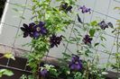 clematis Rasputin
