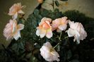 Ambridge Rose