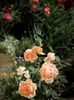 Ambridge Rose cu Th necunoscut in spate