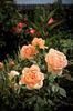 Ambridge Rose