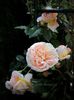 Abraham Darby