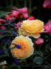 Crown Princess Margareta cu Angela in spate
