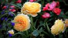 Crown Princess Margareta
