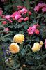 Crown Princess Margareta