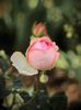 Pierre de Ronsard (Eden Rose)
