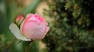 Pierre de Ronsard (Eden Rose)