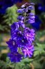 Delphinium Black Night
