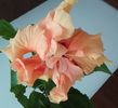 CLASSIC APRICOT