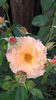 Bordure Apricot