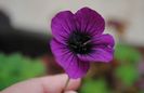 25 mai,geranium sandrine,primele
