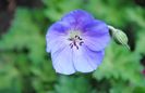 geranium-azure-rush,prima floare :))