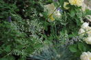 festuca Eisvogel