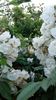 IMG-20160527-WA0000