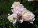 Gardenia...ar trebui sa fie