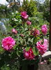 Gertrude Jekyll
