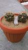 Ferocactus latispinus & Gymnocalycium ferox v. ferocior (G. castellanosii ssp. ferocius)