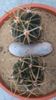 Ferocactus latispinus & Gymnocalycium ferox v. ferocior (G. castellanosii ssp. ferocius)