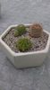 Grup de 3 cactusi