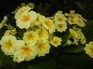 Primula polyanthus Yellow (2016, Apr.14)