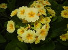 Primula polyanthus Yellow (2016, Apr.14)