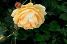 IMG_20160528_102033