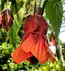 abut kentish bell