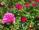 Edulis Superba si Red Charm