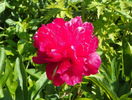 Rosea Plena