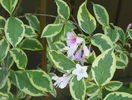 weigela florida variegata
