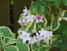 weigela florida variegata