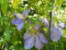 Mrs Chalmondeley
