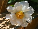 Krinkled White