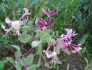 lonicera Belgica
