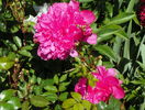 Edulis Superba