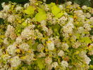 physocarpus Dart's Gold