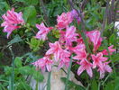 azalea Chanel