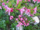azalea Chanel