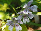 geranium renardii