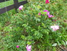 Dwarf Pavement