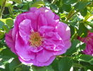 Belle Poitevine