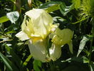 flavescens