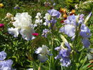 Azure Icicle si Elizabeth of England