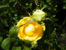 Persian Yellow