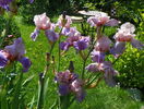 Heather Blush