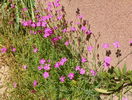 dianthus deltoides Rose