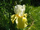 Glacier Gold