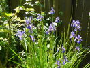 sibirica Blue King