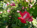 DSCN9736
