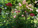 DSCN9737