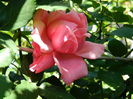 DSCN9742
